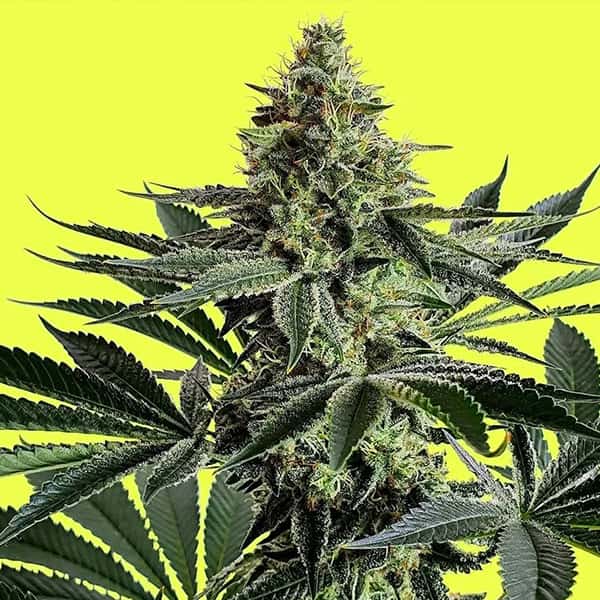 Lemon Storm Seed > Pure Instinto | Feminized Cannabis   |  Hybrid